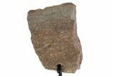 Fossil Sauropod Limb Bone Section with Metal Stand - Colorado #383247-1